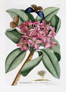 Plumeria, c.1749